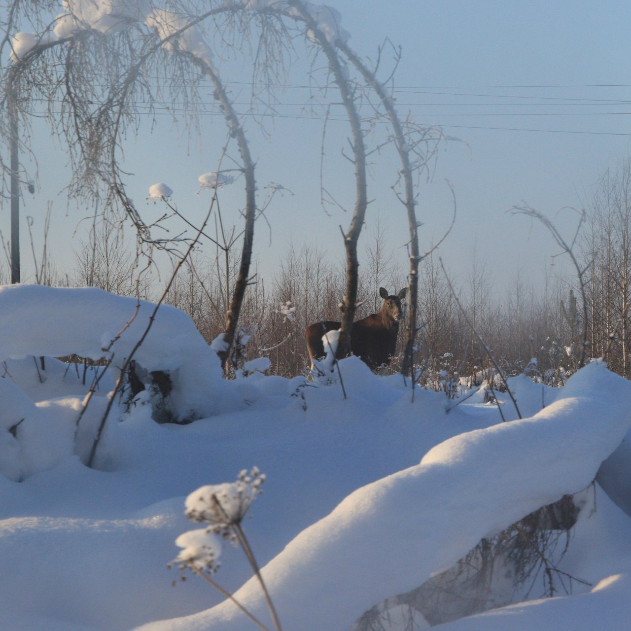 Жительница Торжка встретила в лесу сохатую красавицу Жительница Торжка встретила в лесу сохатую красавицу