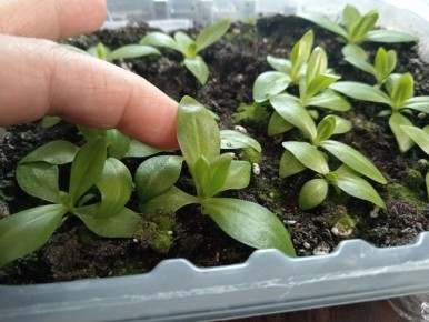 Зачем эустоме нужна фитолампа для роста