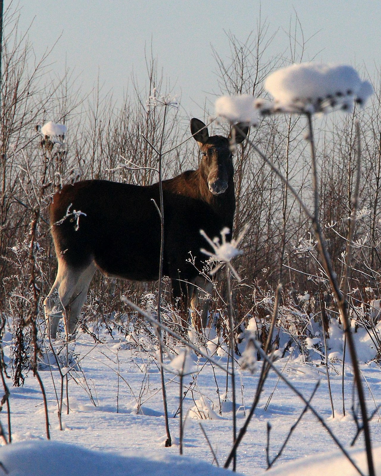 Жительница Торжка встретила в лесу сохатую красавицу Жительница Торжка встретила в лесу сохатую красавицу