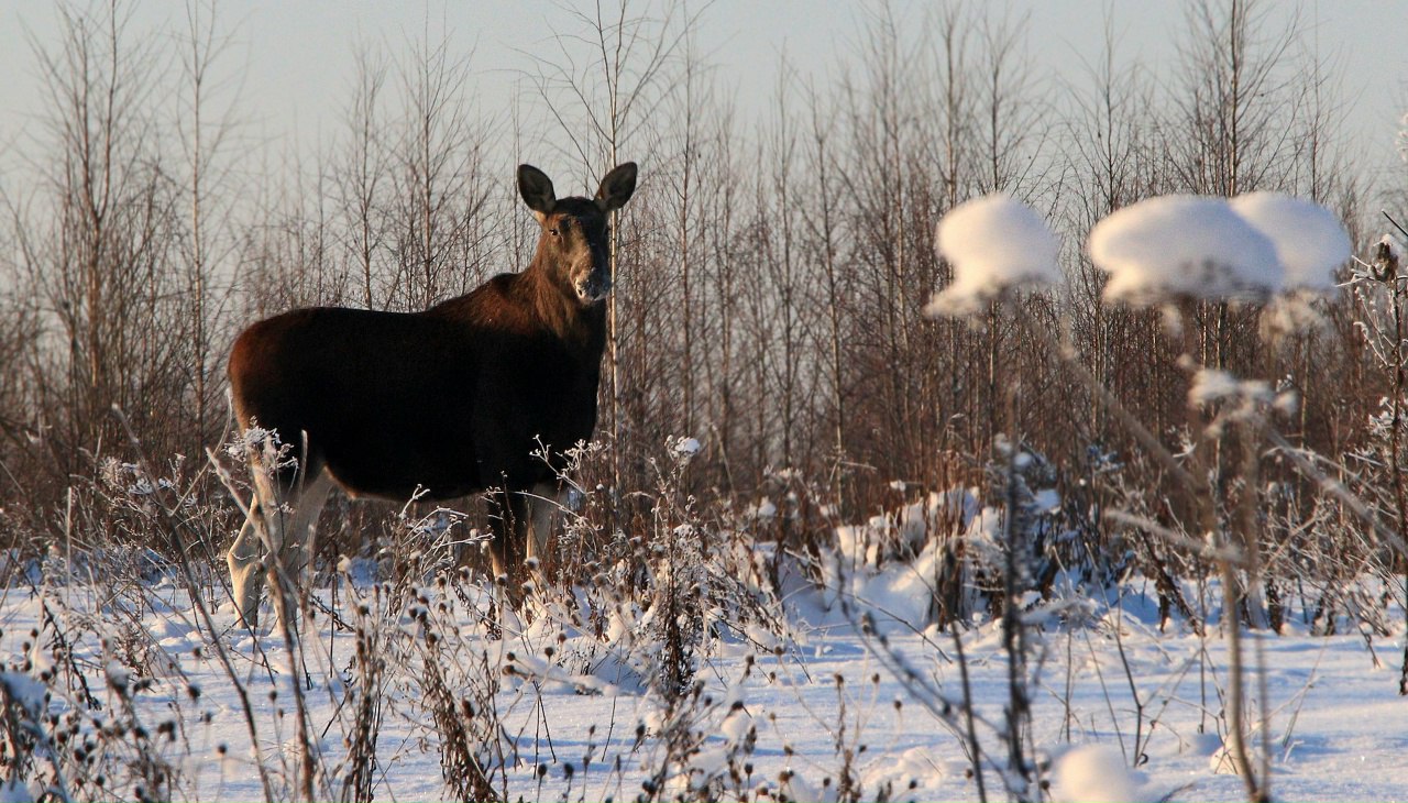 Жительница Торжка встретила в лесу сохатую красавицу