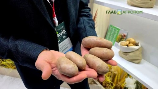 Мираторг запускает новый сорт картофеля на выставке AGRAVIA