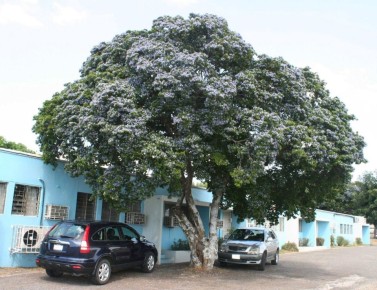 Дерево, которое тонет: таинственные свойства бакаута