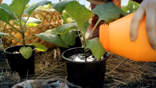 ��� ������� �������� ��� ����: ������� ������������ ��� ����� ��������