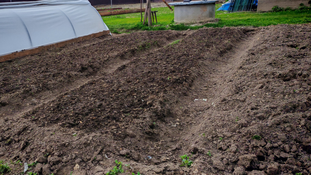 Как дедовский метод улучшил мою почву без химии