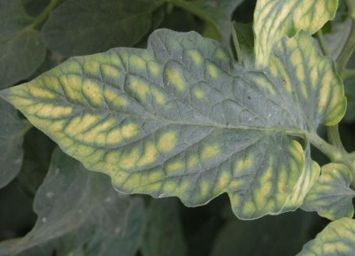 Как вырастить банановое дерево дома: простой и эффективный гид