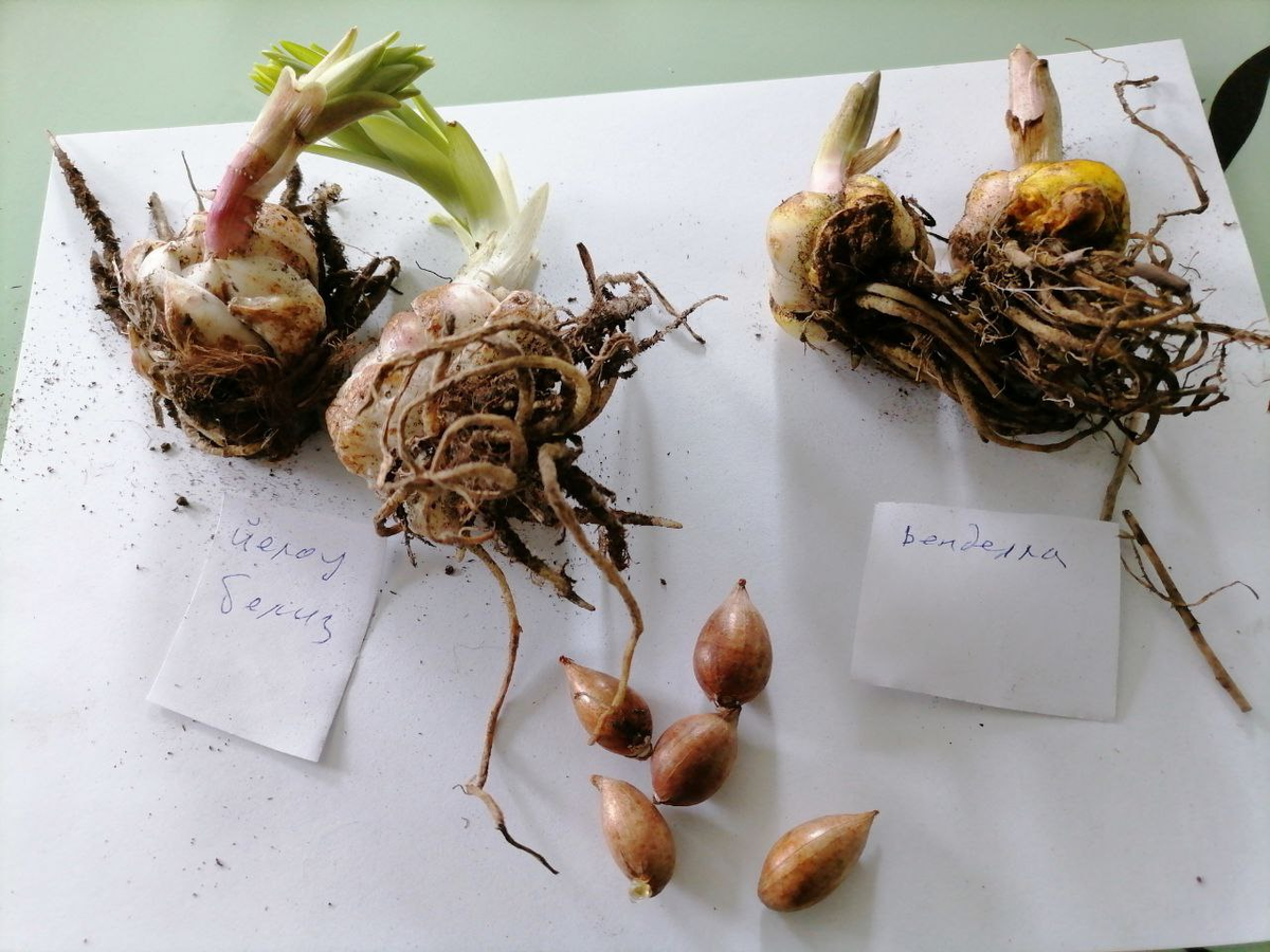 Можно ли покупать луковицы лилий осенью и как это влияет на их рост