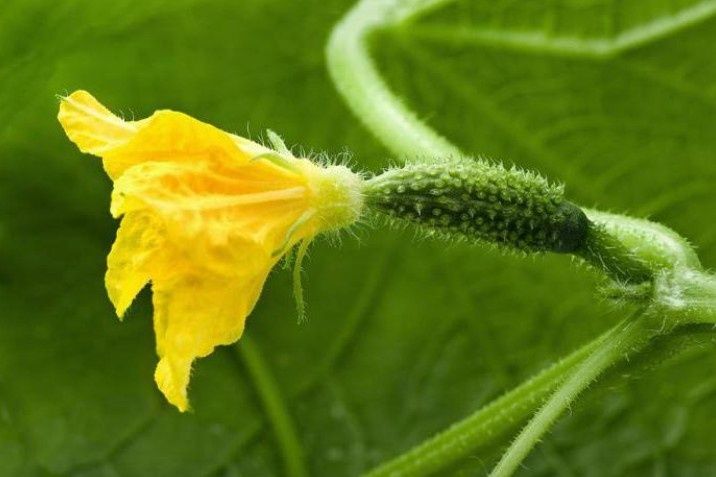 Почему огурцы не плодоносят в конце лета: главные причины и советы по уходу