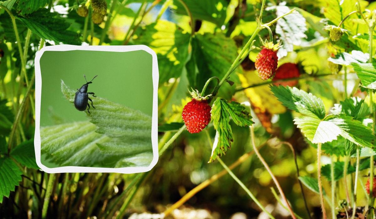 Как избавиться от долгоносика на клубнике: эффективные народные методы