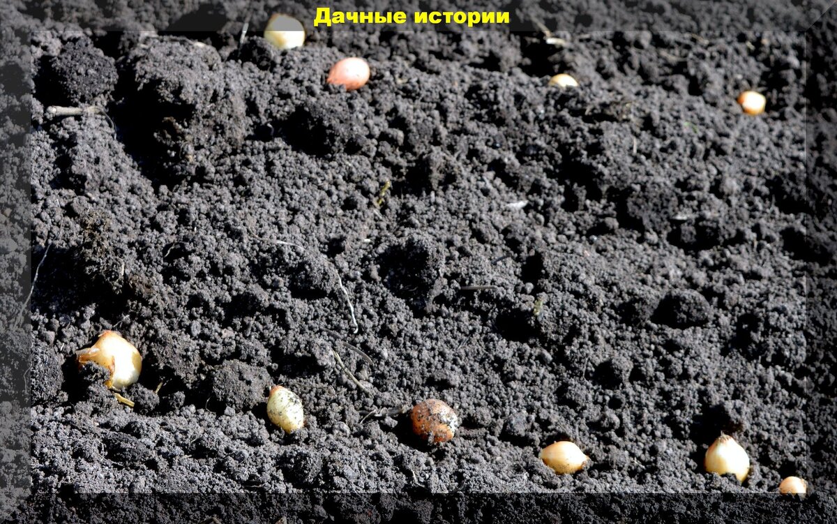 Как правильно посадить лук под зиму для богатого урожая