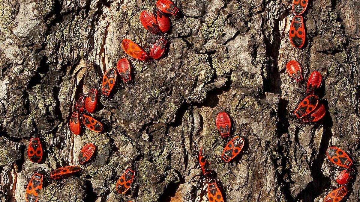 Насекомоядные птицы: ваш тайный союзник в борьбе с вредителями