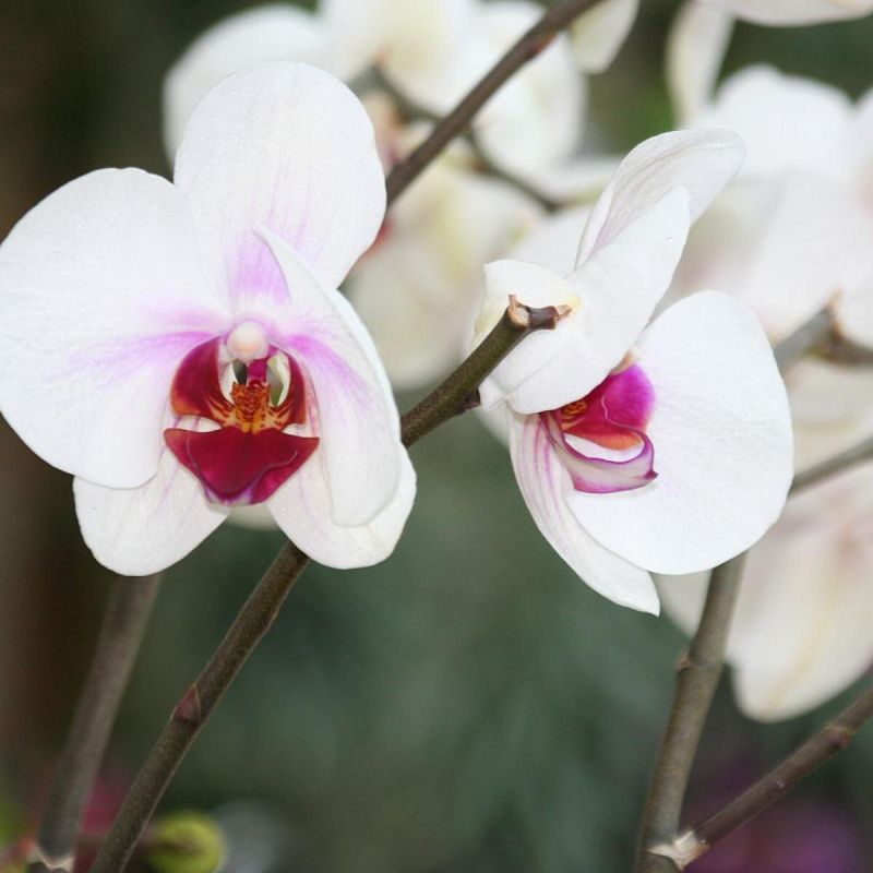 ������� �������� ��������� �������: ������ ��� ����������