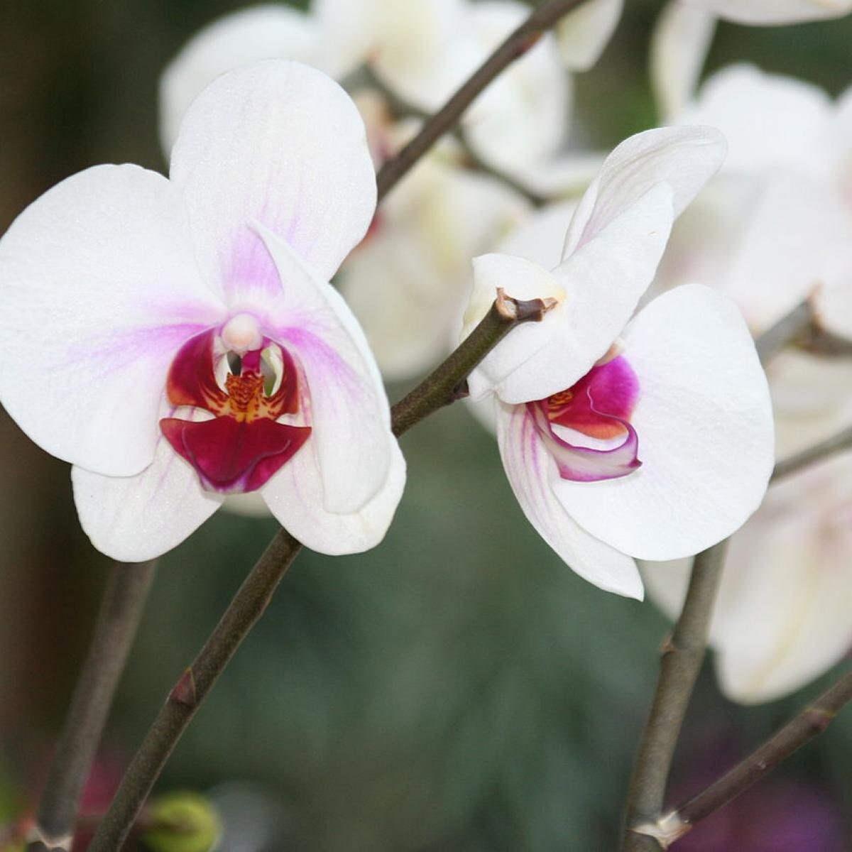 Секреты успешной пересадки орхидей: советы для начинающих