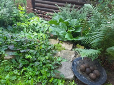 Как справиться с агрессивными растениями в вашем саду