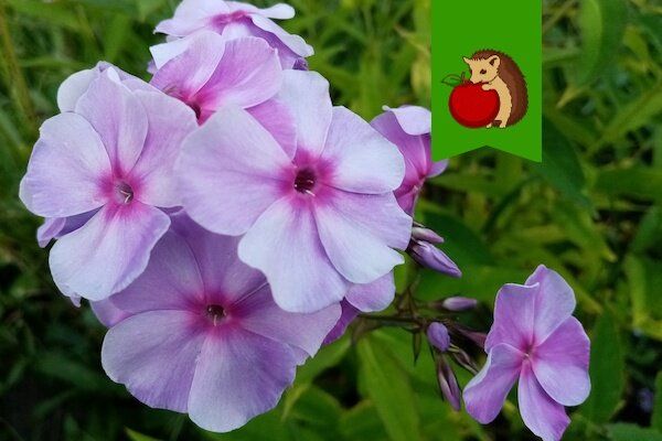 ��� �������� ������� �������: 5 �������� ������� ��� ������� ��������