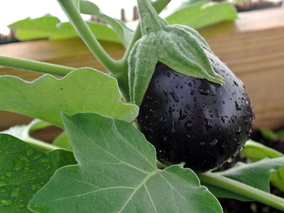 ������ �� ������ ���������� ��� ������� ������