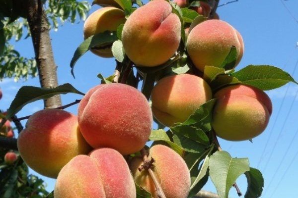 ������ ����� ���������: ��� ��������� ��������� ������