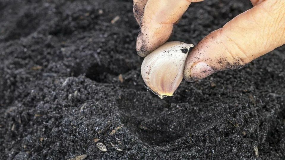 ������������ ������� ��������� ����������� ������� �� �������