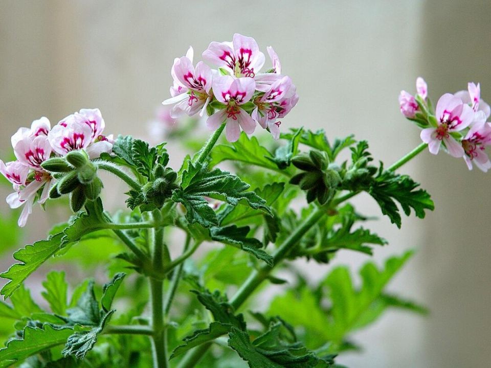 ��� ������� ���������� ����� ����� �������