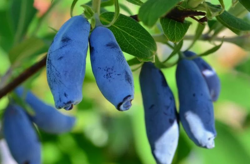 ��� �������� ������� ������ ���������: ������� ������ � ���������