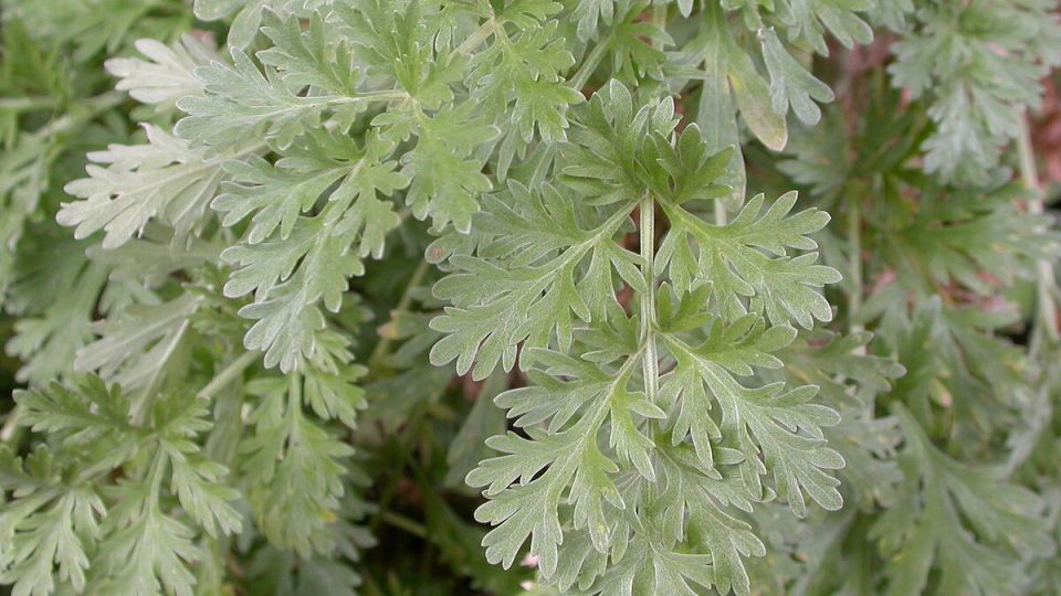 ������: �������� ������������ ��� ������������� ������?