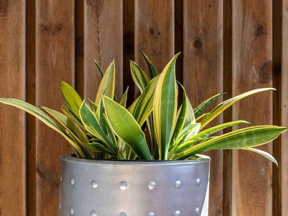 Как создать уют в серых комнатах: растения, не требующие солнечного света