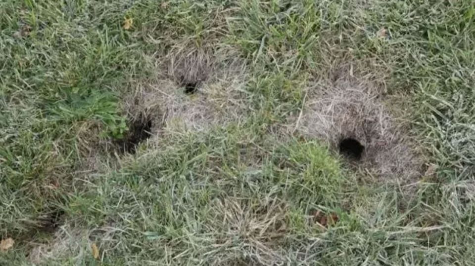 Как подготовить сад к зиме и защититься от мышей