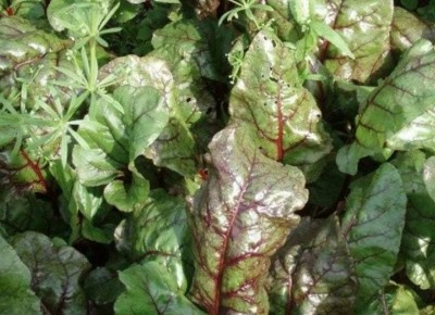 ��� ������, ���� ������ ������ �������� ����?