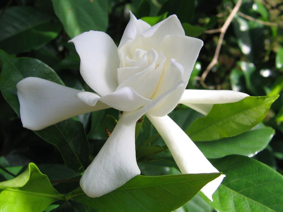 Гардения: как создать ароматный уголок рая в вашем саду