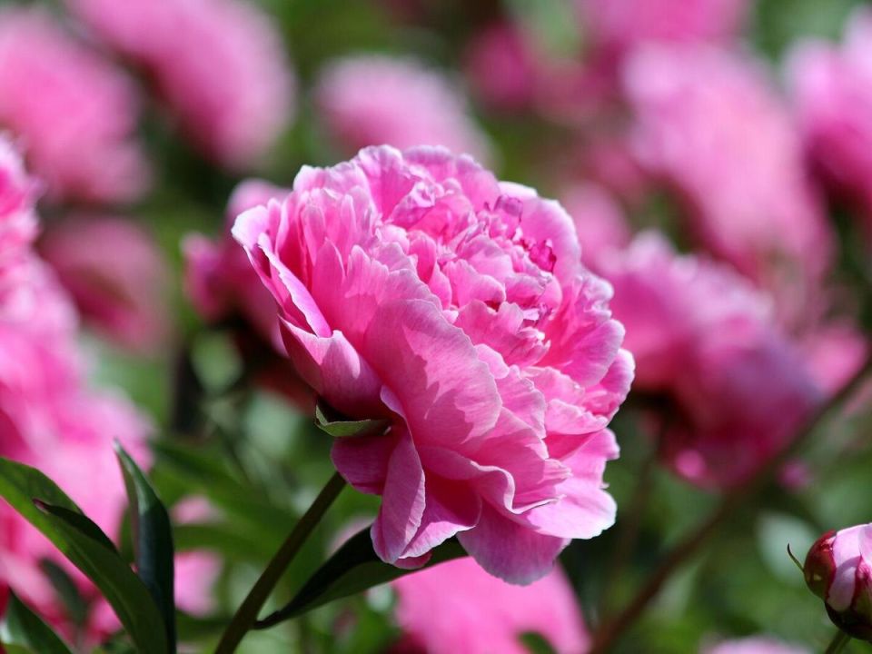 ����� � ����� ����: ������� �������� ��������� ��� ������ ��������