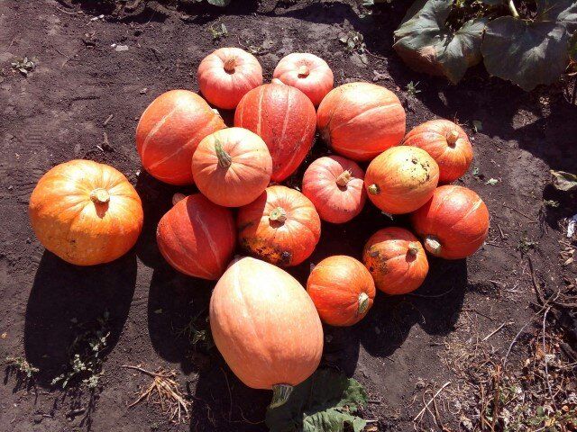 ��� ���������� �������� �����: ������ ��� ���������