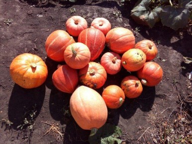 ��� ���������� �������� �����: ������ ��� ���������