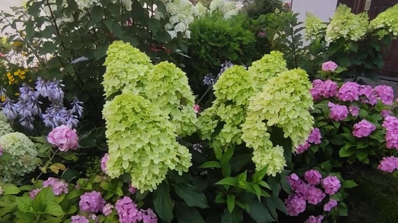 Как преобразить метельчатую гортензию: система обрезки в трех этапах