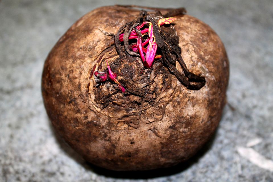 Как приготовить борщ с колбасой: ароматные ингредиенты