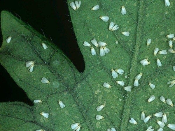 ����������� ������ ������ � ����������� �� �������