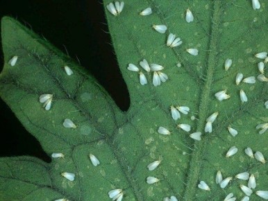 ����������� ������ ������ � ����������� �� �������