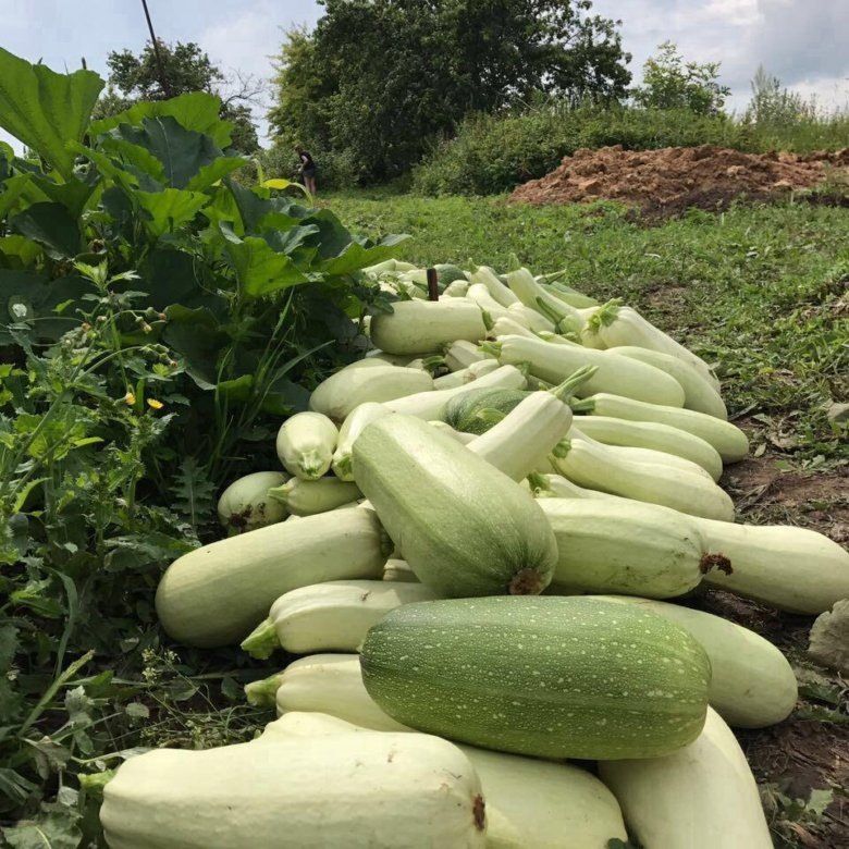 Умный способ осеннего сева кабачков от белорусских агрономов