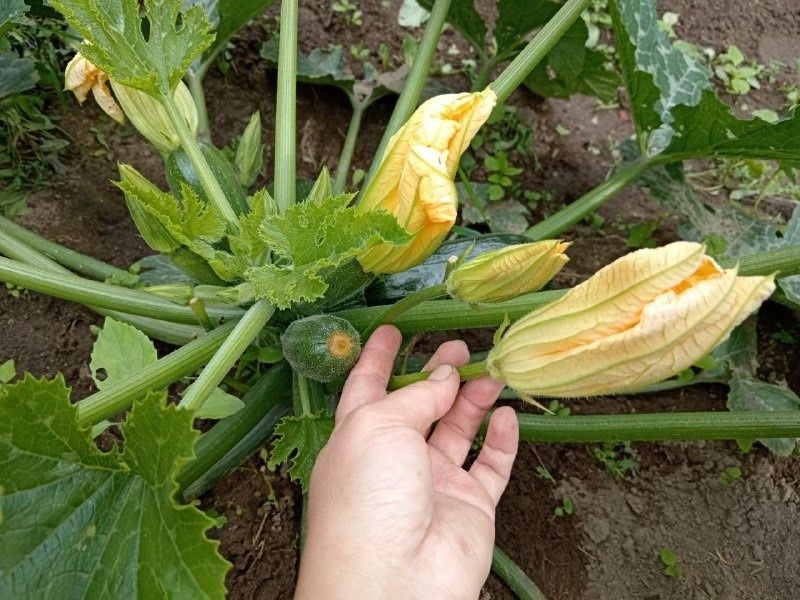 ������� ����� �� ���������: ��� �������� �������� ������