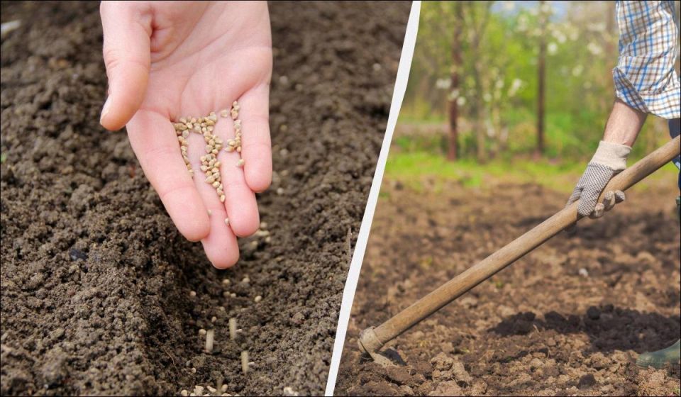 ��� ������� ������� ������: ���������� ����� ��� ������ �������