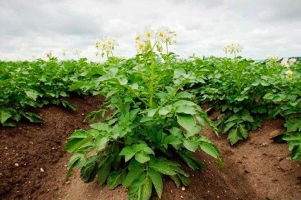 ��������� ��������� �����: ������� ��������� ������������