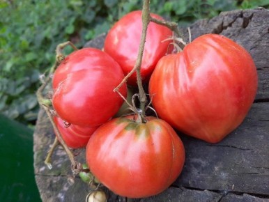 ����� ��������� �������� �������: ������ ��� ����� ��������� �� ����� �������?