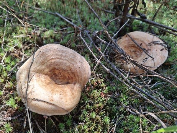 ����� ������ �������� ���������: ����� �� ������� � ���� ������