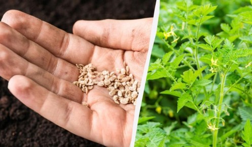 ���������� �������, � ������ ������ � � ���������� � �������� ��� �������� �������