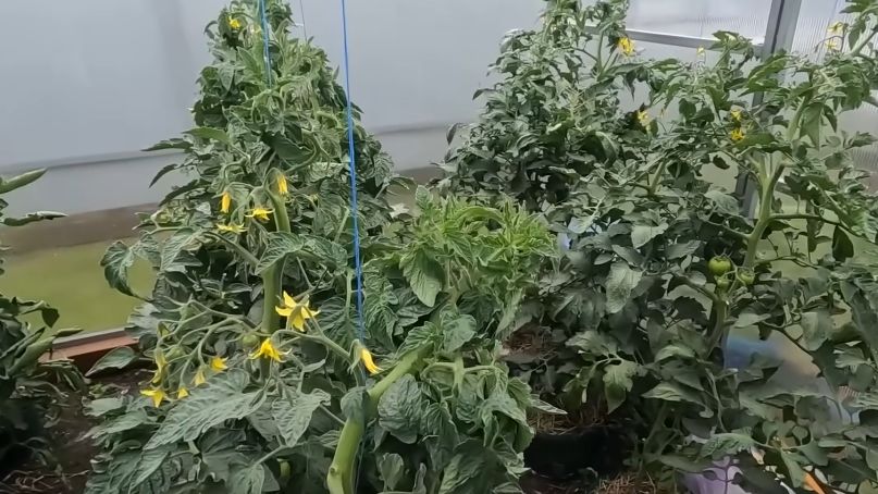 ��� �������� ������ � ����������� ������� � �������� ���������� ������