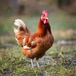 ������ ������� ����� � ���� ������ ������������� ���������