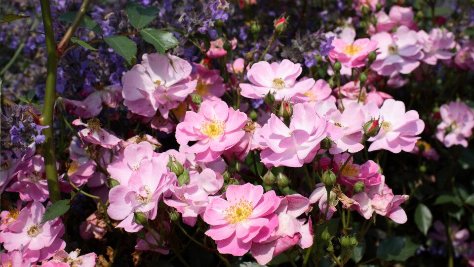 Почвопокровные розы: идеальные цветы для вашего сада