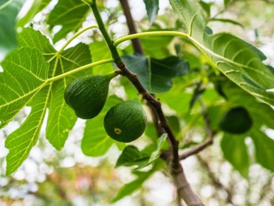 ����� �� �����������: ��� ��������� ������� ���� �����