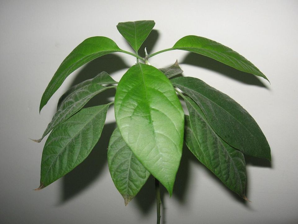 ������� ����: ��� ��������� �������� ������ � ���������� ������� �� �����