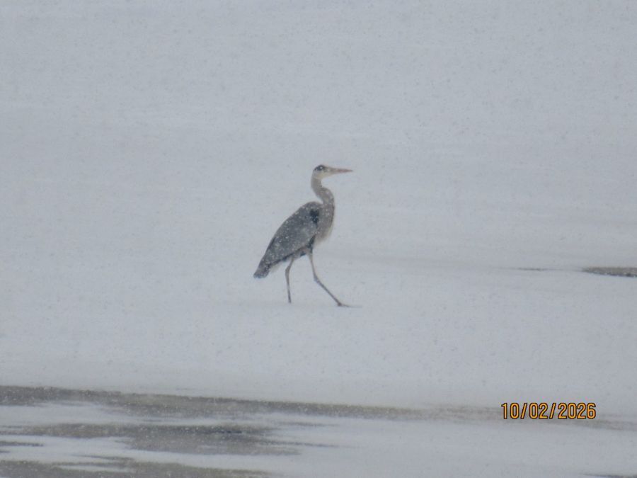 �� ���� � �������� ������� �������� ���������� ����� �����