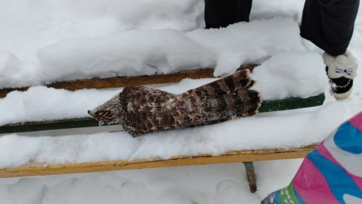 � ������ ������� �� �������� ����� �������� ������ �����