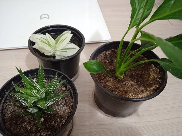 �������� �� �����: ��� ������ ��������� �������� �� 300 ������